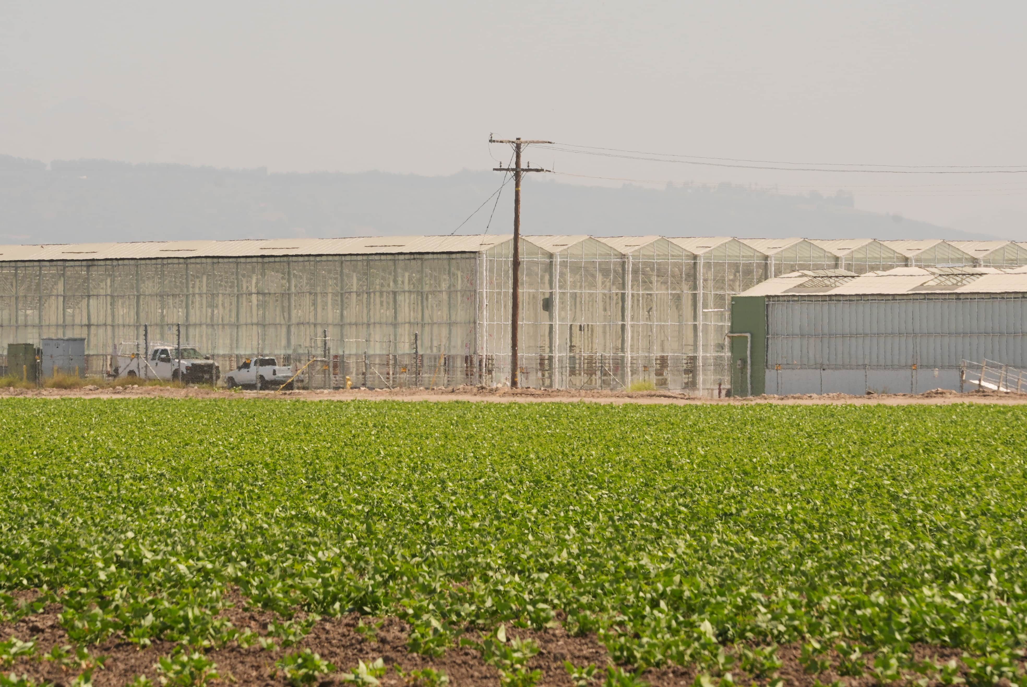 The exterior of Glass House Farms is shown, a day after an immigration raid on the facility, on Friday, July 11, 2025, in Camarillo, Calif. (AP Photo/Damian Dovarganes)